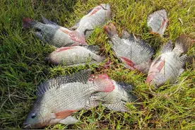 昆明周边楚雄水库野钓，滑杆只能买鱼交差，花罗非10一个值吗？图片