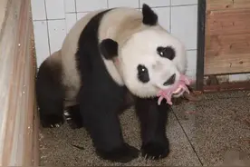 大熊猫叼着东西，跑上来要换奶，饲养员凑近一看：我的祖宗呀图片