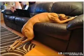 西班牙玩具狗成抢手货，宠物狗被邻居借走一天被遛38次，回家累瘫图片