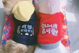 “弟弟”犯了错，博美非但不纠正，还不让主人打，它要代替受罚图片