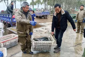 水中捞出千万金！君山这个村里的养殖户年纯收入为何超过20万？图片