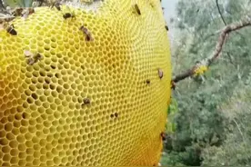 野生大挂蜂蜜图片