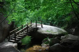 河南最大的杜鹃基地，情侣古道，杜鹃糊，西泰山杜鹃花节即将开启图片
