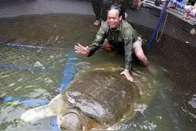 当仅剩的斑鳖新娘死亡后，全球仅剩四只悲惨的斑鳖鳏夫，遥遥相望图片