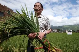 “超级农民”袁隆平的家世图片