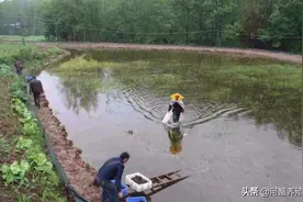 河蟹养殖户注意！高温两大致命杀手来袭！稍有不慎河蟹将直接死亡图片