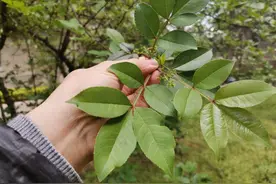 做白吉馍，加上早春的花椒叶，祛湿排毒好味道图片