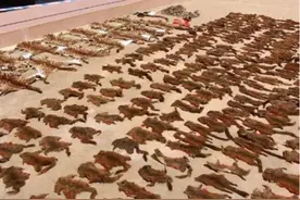 中国又一动物泛滥成灾，政府放“大招”，设高额赏金鼓励抓捕图片