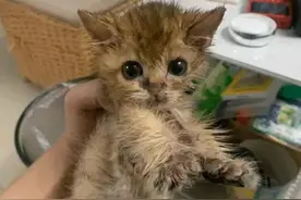 路边捡了只脏脏小猫，洗干净后竟大变样：恭喜您喜提金渐层一只图片