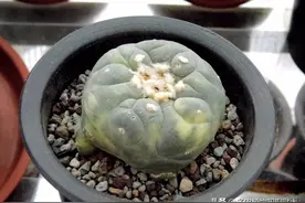 仙人球界的贵货们，一起来见识见识吧图片