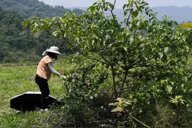 农村山野一道难得的美食斑鸠叶凉粉，味美解暑，城市有钱都买不到图片