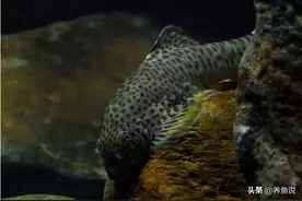 3种清洁原生鱼缸小能手，有了它，跟鱼缸的藻类和脏东西说再见图片