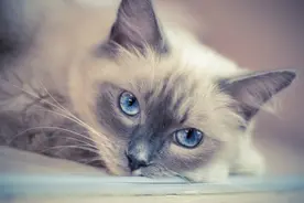 「壁纸」猫咪专场之长毛猫图片