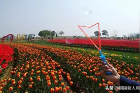 铜陵西湖湿地公园——花开春天 郁金香图片