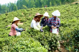 科普知识（40）：采茶工一天采摘多少斤？图片
