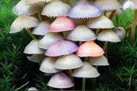 外表看似友善，但实际上是“不喜欢”与人交际的星座图片
