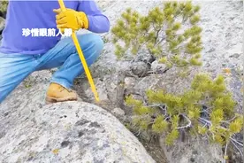 山上石头缝隙一棵迎客松，造型精致优雅，师傅挖出来制作精致盆景视频封面