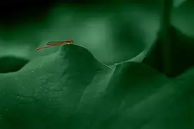佛告诉你，情人是什么？图片