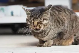 猫咪大口喘气不一定是小事，千万不要掉以轻心图片