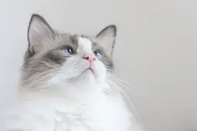 悉数为科学献身的动物们——强化理论图片