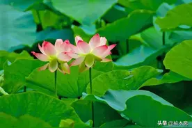 采莲曲：棹动芙蓉落，船移白鹭飞图片