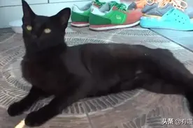 凤凰男猫每天暴走8公里求爱，最后女友劈腿，好惨又好笑图片