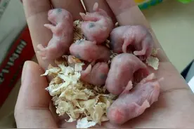 母仓鼠生下了7只幼崽，女子捧在手里拍照炫耀：家里添新成员了图片