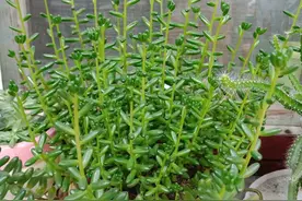 多肉植物徒长，像菜苗一样该怎么办，还能还原吗？图片