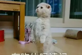 斗图沙雕表情 | 有些话我们在被窝里悄悄说图片