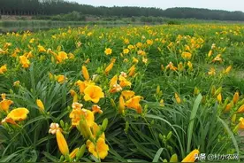 2020年种菜就种黄花菜，市场需求大、晒干就能卖，高产你会种吗？图片