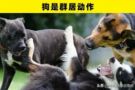 5个知识点告诉你：为什么你的狗会跟着你去洗手间图片