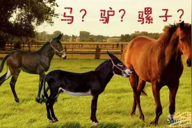最难交配的动物和无性恋的动物，都是它！图片