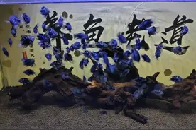 鱼缸里发现鱼卵，未必是件高兴的事，不是每次都可迎接小鱼到来图片