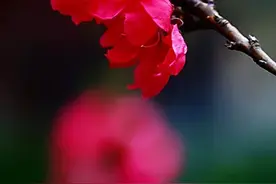 绛桃～枝条绛红色，花深红色，多层重瓣，色彩秀丽，无香气图片