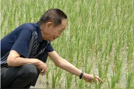 他把杂交水稻成就归功于所有“良人”图片