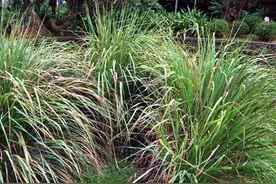 农村一种晒干后当柴烧的野草，其实是传统美食，植株自带异香图片