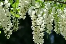 好好说话，从今天开始，学着做一个会说话的人图片