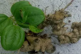 山上一种野生植物，人称“马甲子”，它全株都是宝，看看你认识吗图片