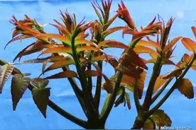 在农村家里的院子种点树，种植什么树最好呢？图片
