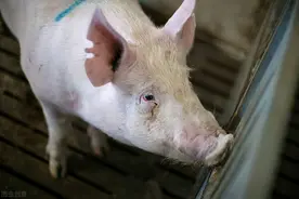 8个小时没产完，母猪难产咋回事？老兽医教你轻松给母猪催产图片