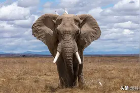 化石复原生物靠谱吗？如果只靠化石，大象和熊猫会被复原成个啥？图片