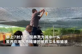 浙江临海被救瓜头鲸输液现场：潜水员紧紧抱住尾鳍 医护人员小心翼翼扎针图片