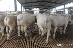 2021年羊价行情走势预测，养殖户们该如何发展，前景是否乐观图片