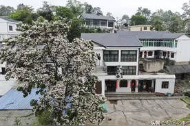 贵阳近郊石板镇芦荻村梓木花开春意盎然图片