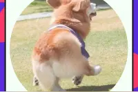 柯基意外怀孕，五个孩子五个品种图片