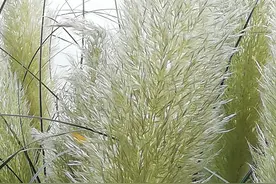 毛茸茸的草，温柔可爱图片