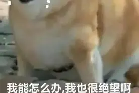 这几种狗狗爱发胖，一不小心就成“猪”图片