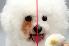 比熊犬有泪痕不用怕，这里处理很有效图片