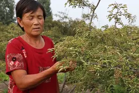 花椒树病啦，专家“把脉”对症下药图片