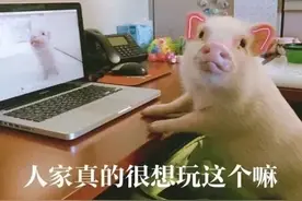猪猪表情包｜我爱工作，工作使我又白又胖图片